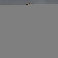 Подвесная люстра AMBIENTE by BRIZZI 02155 WP